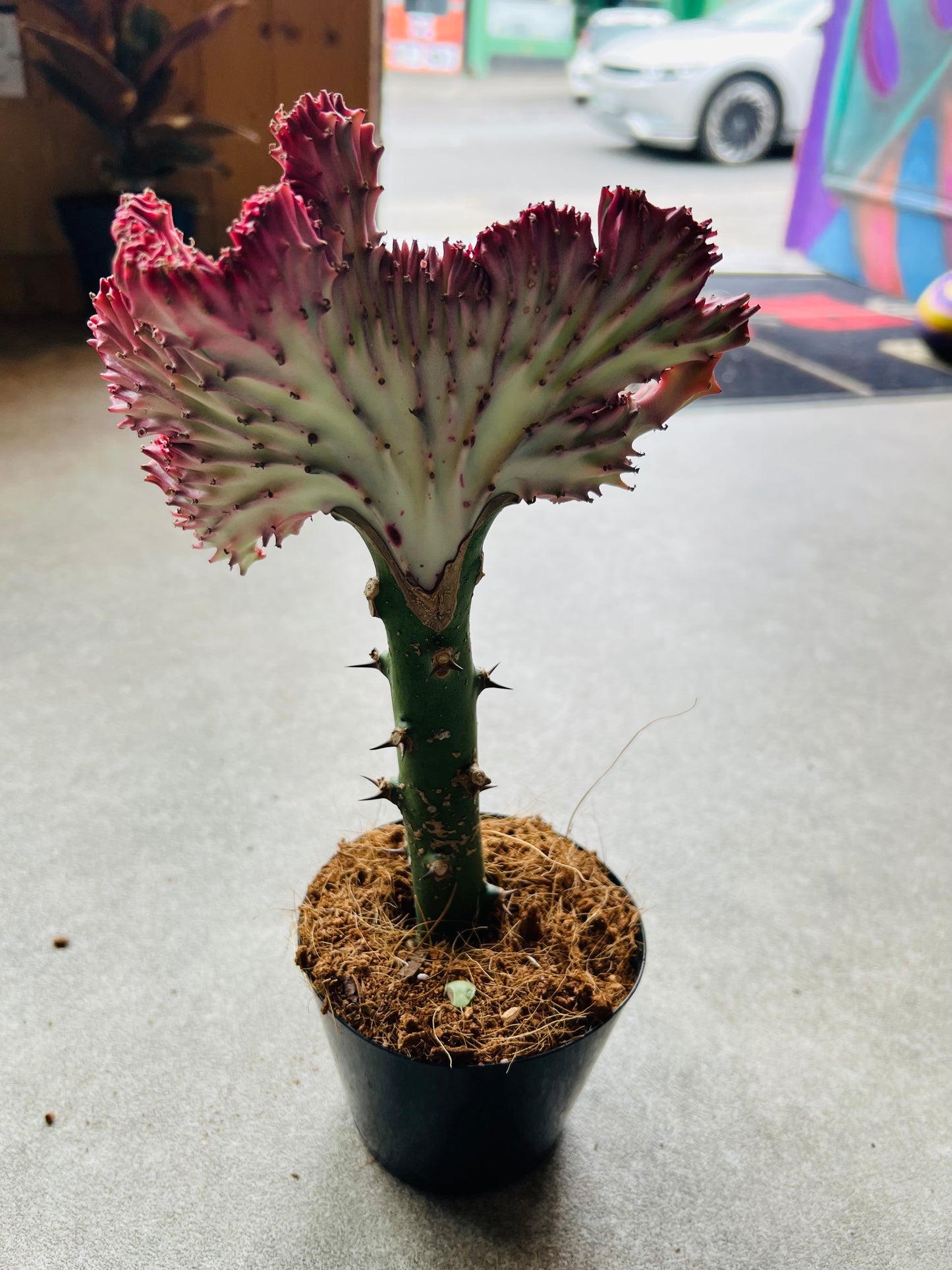 Euphorbia lactea Cristata / 'Coral Cactus'