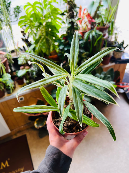 Aglaonema commutatum / 'Aglaonema Bamboo'