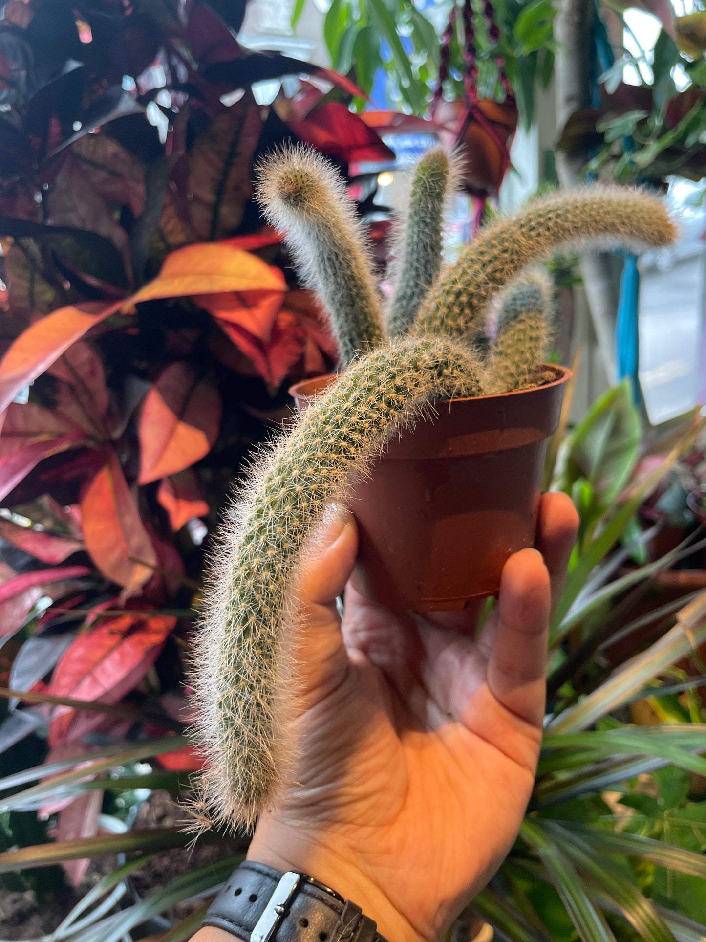 Hildenwintera Clademononis / 'Monkey Tail Cactus' *RARE*