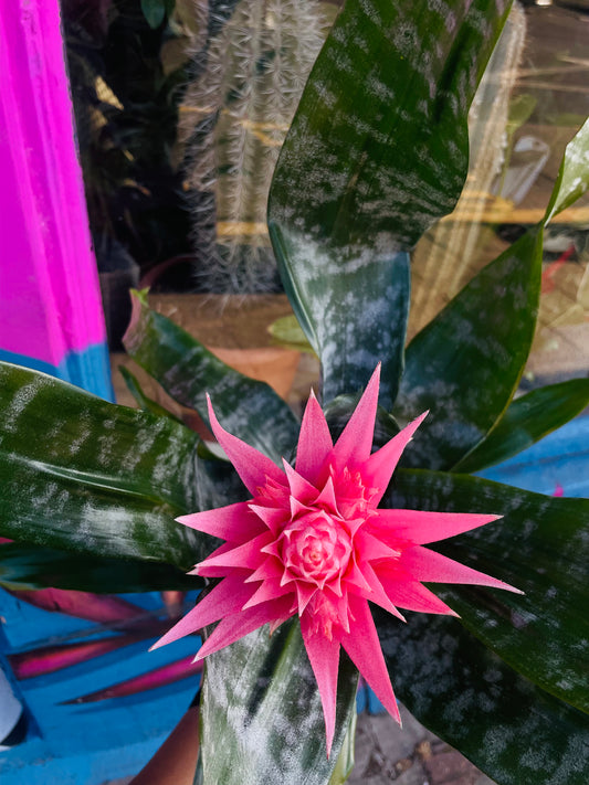 Bromeliad aechmea / 'Urn Plant'