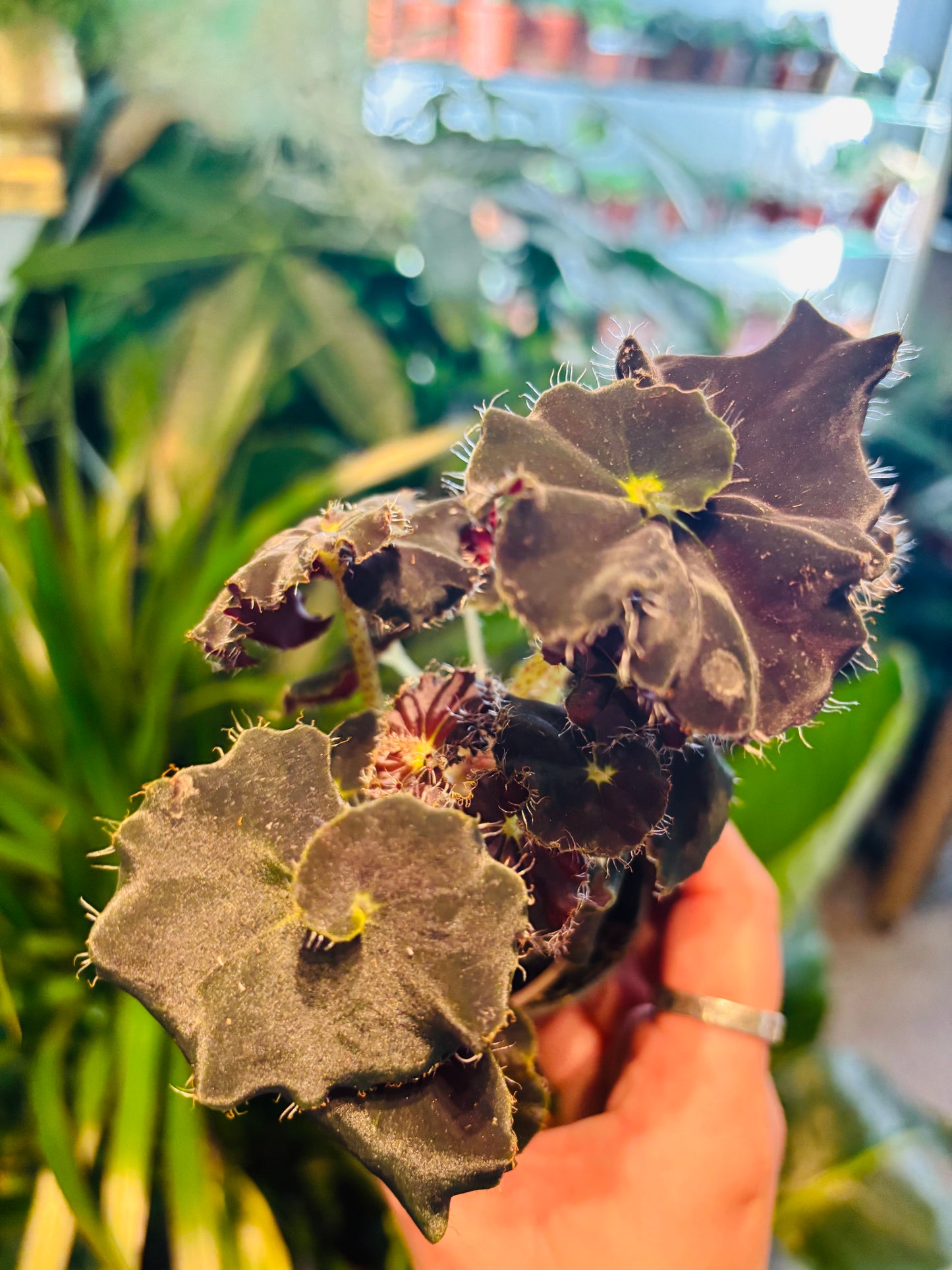 Begonia rex / 'Black Mamba'
