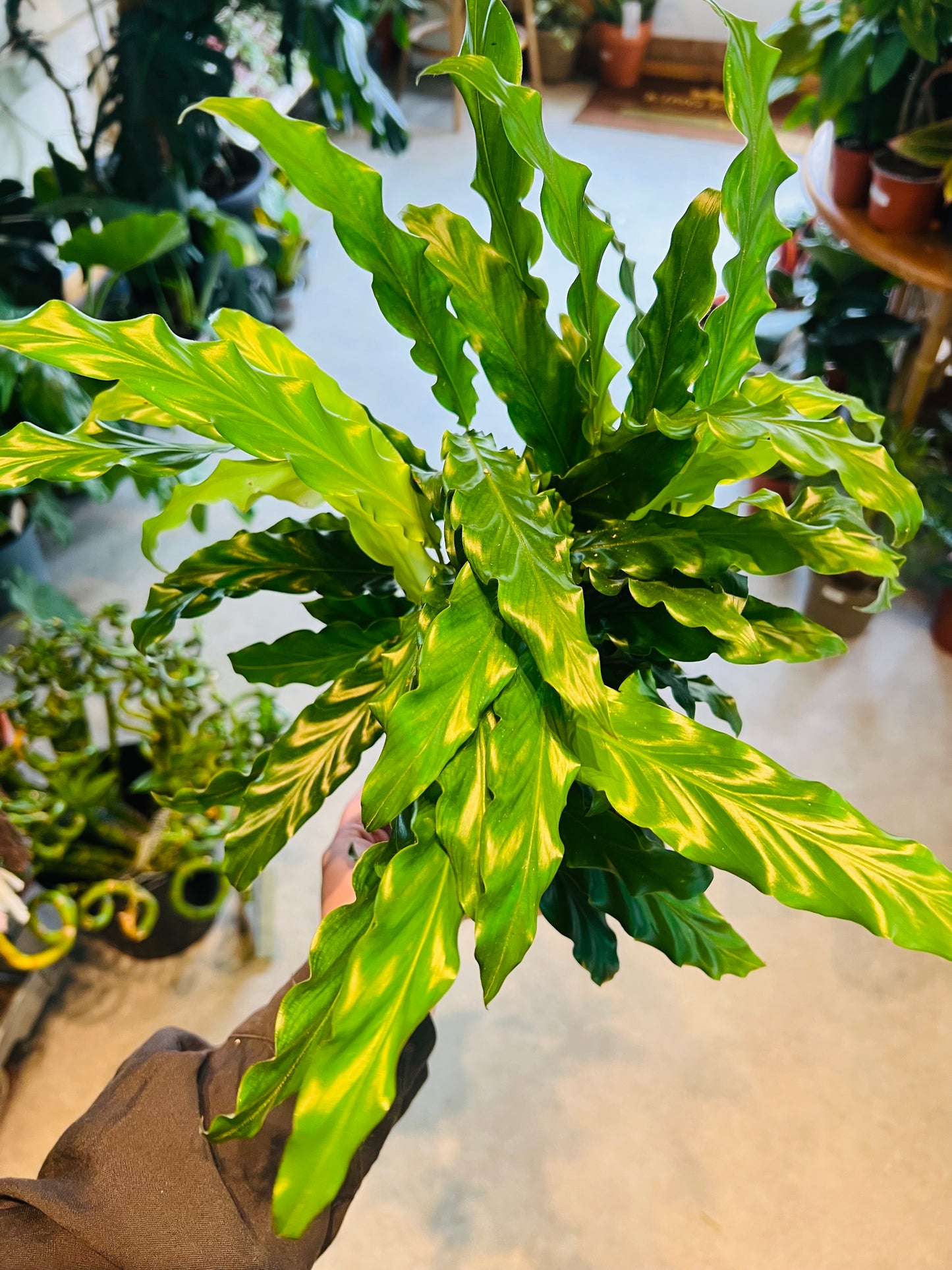 Calathea rufibarba Bluegrass / 'Velvet Calathea'