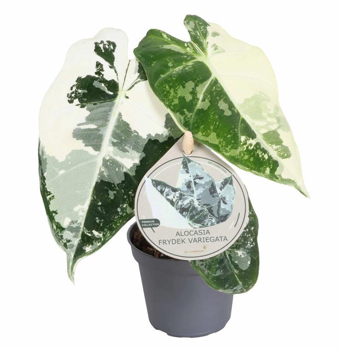 Alocasia Frydek 'Micholitziana' *RARE Variegata*