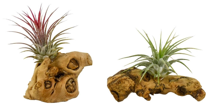 Airplant Tillandsia hout mini