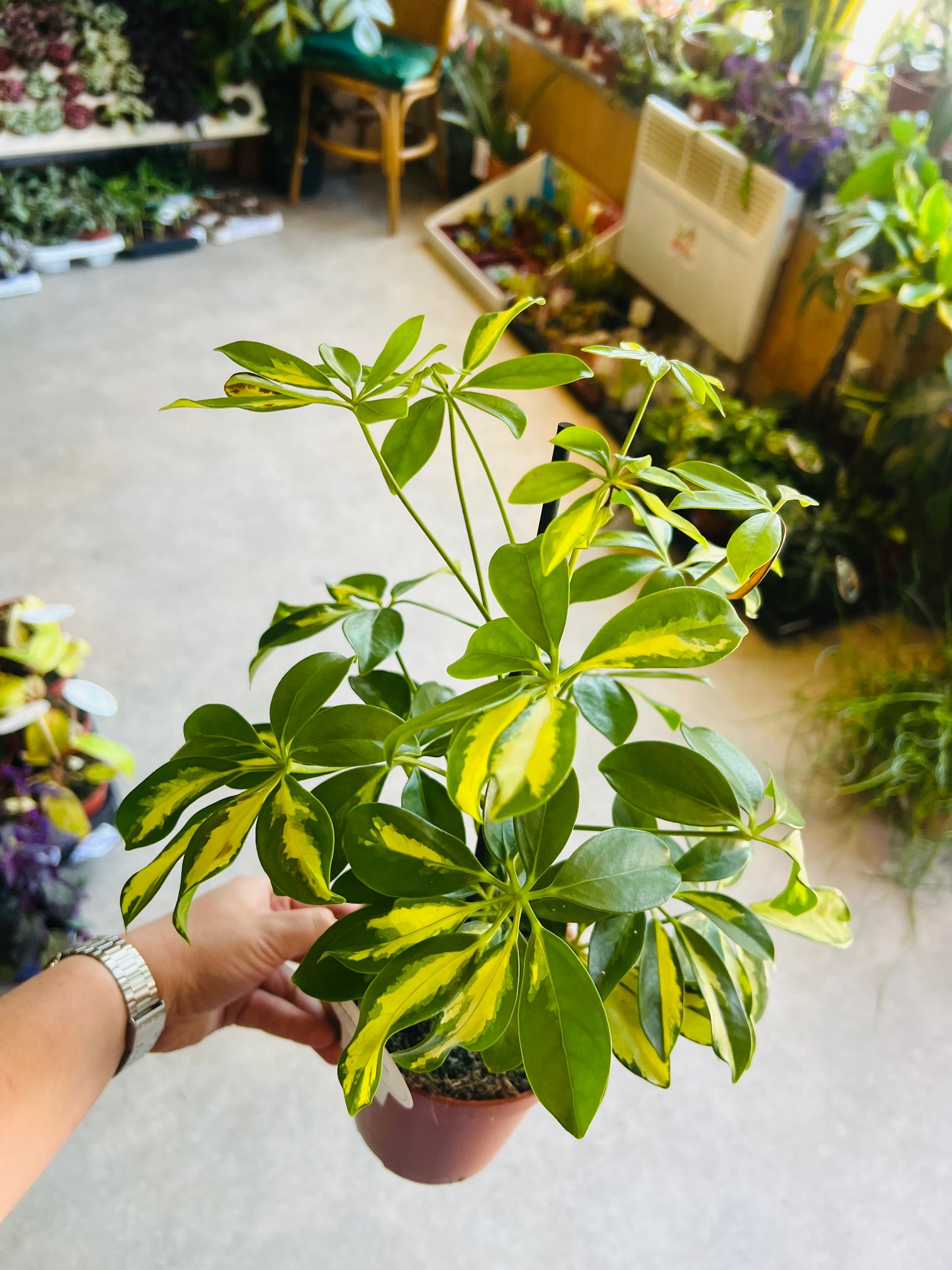 Variegated Schefflera actinophylla / 'Umbrella Plant'