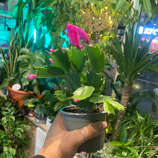 Schlumbergera x buckleyi / 'Christmas Cactus'