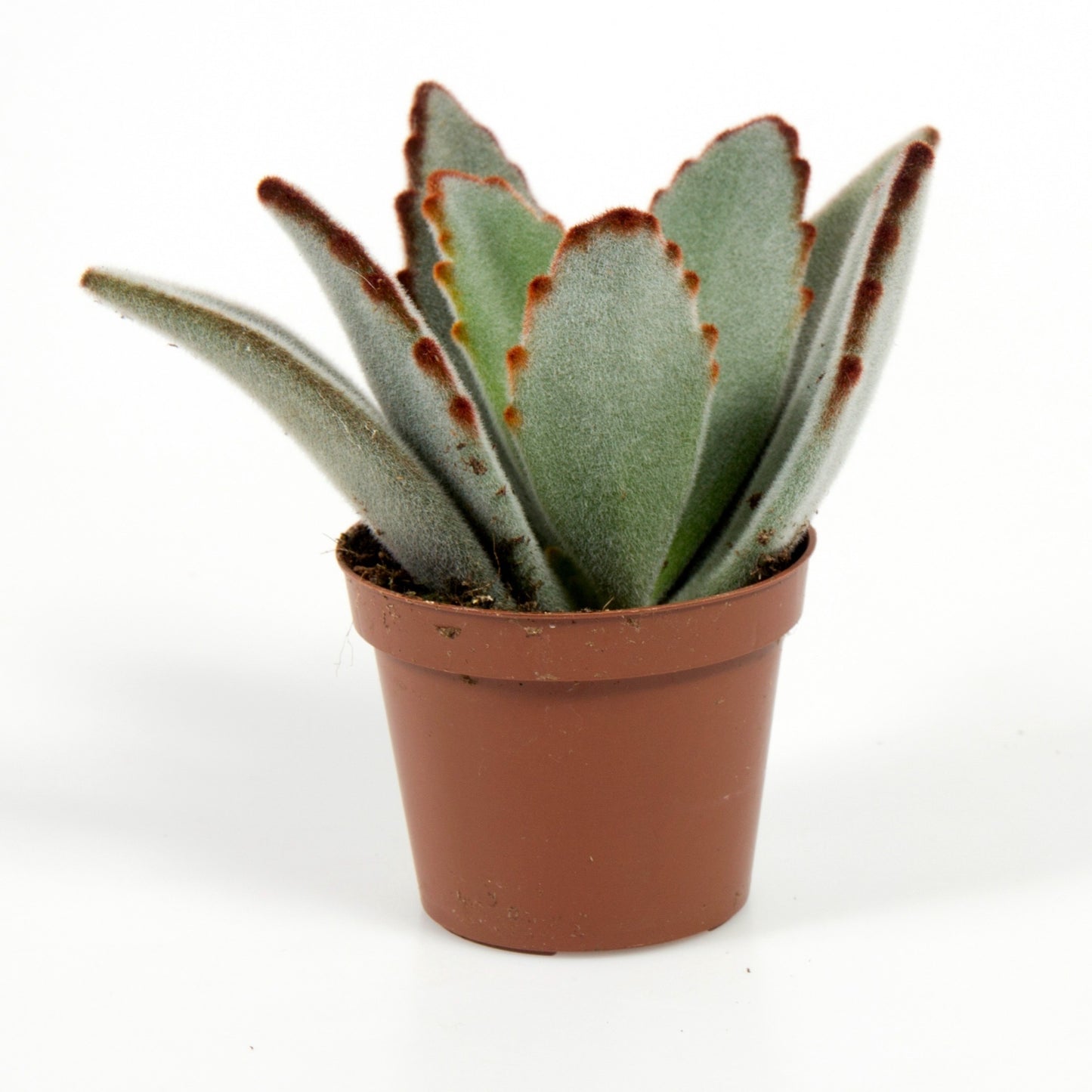 Kalanchoe tomentosa / 'Panda Plant'