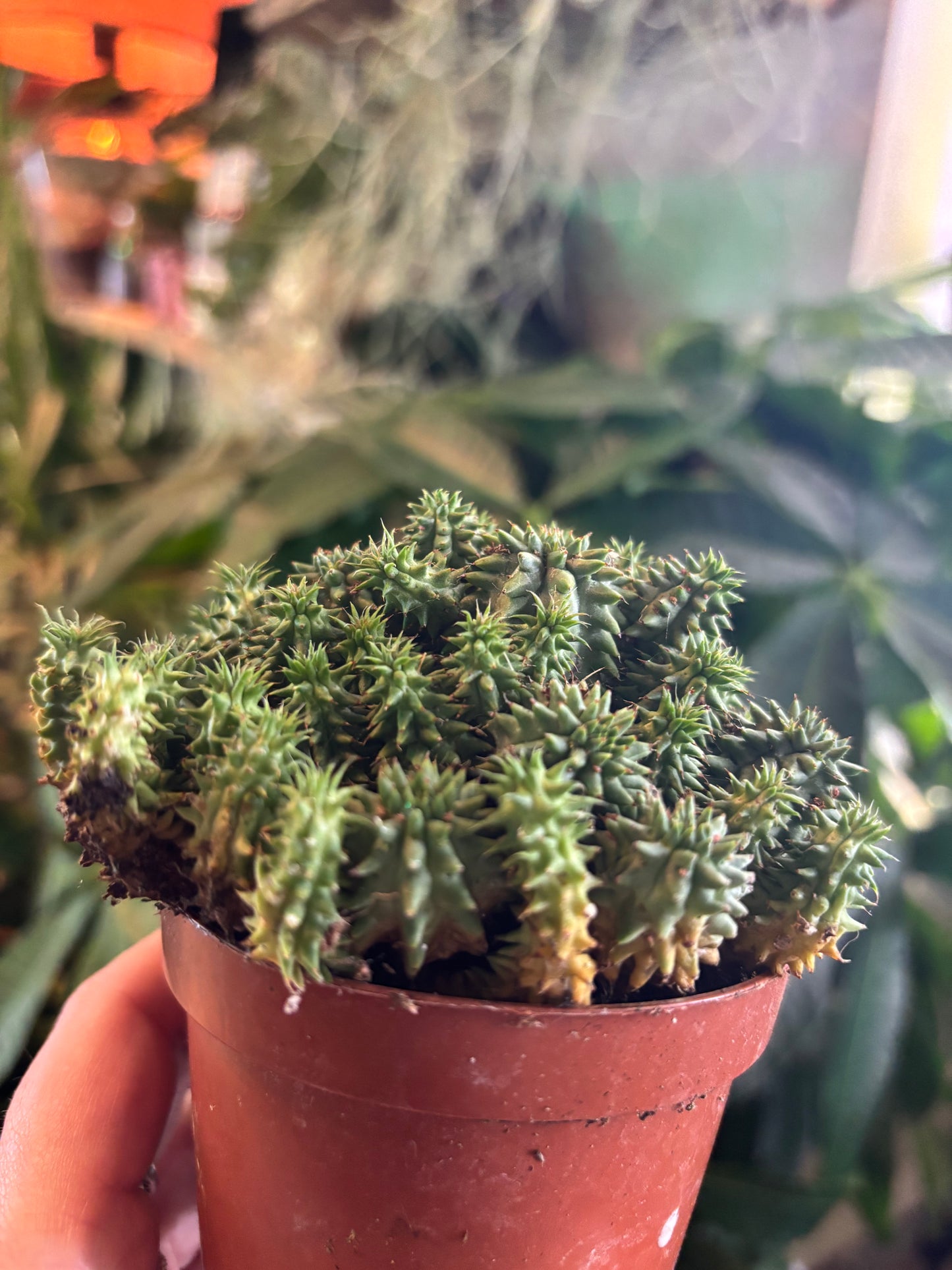 *Rare* Euphorbia susannae / 'Suzanne's Spurge'