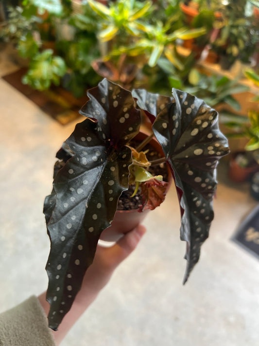 Begonia maculata / 'Black Forest Polka Dot'