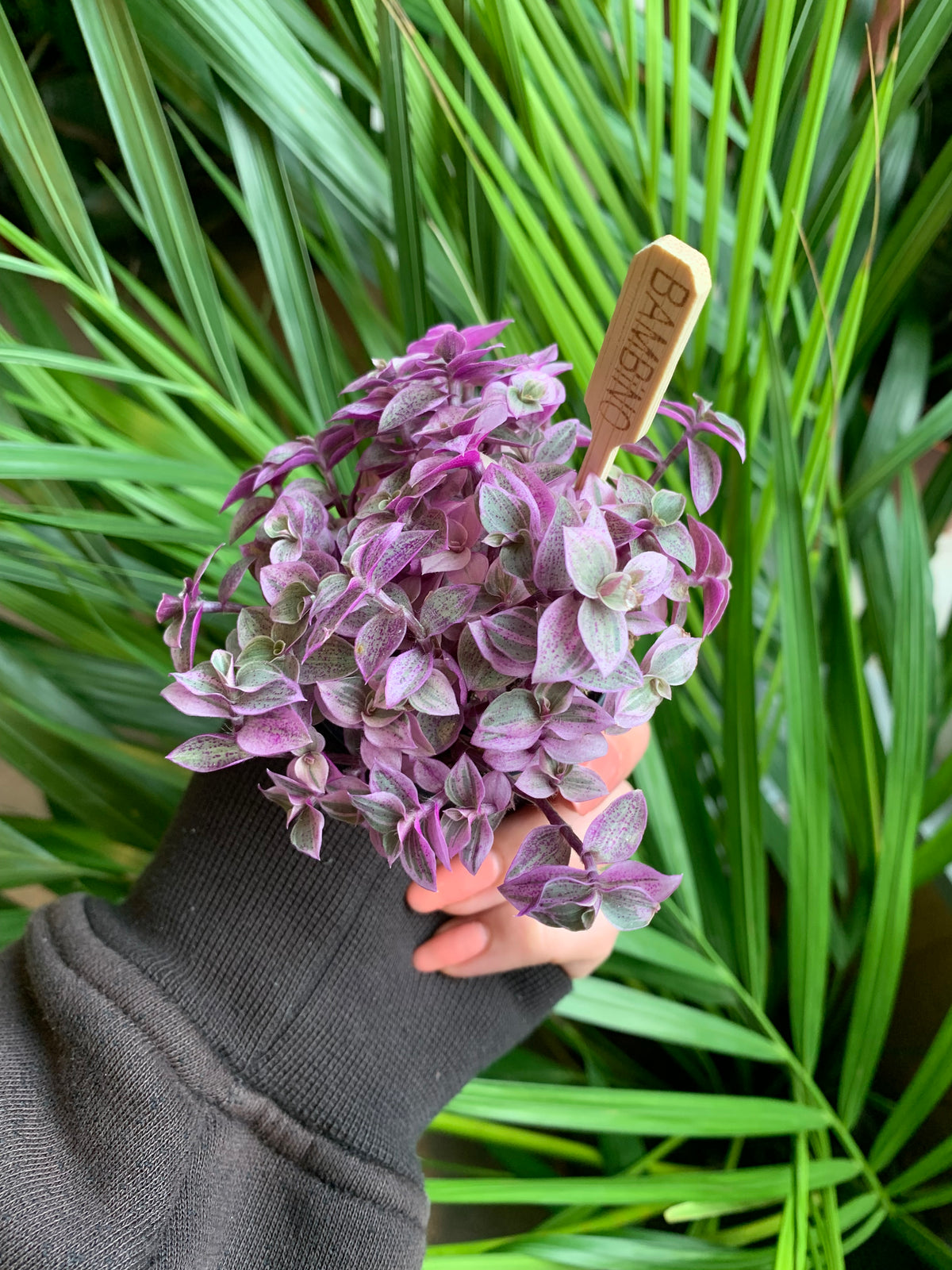 Callisia Rosato - Pink Lady