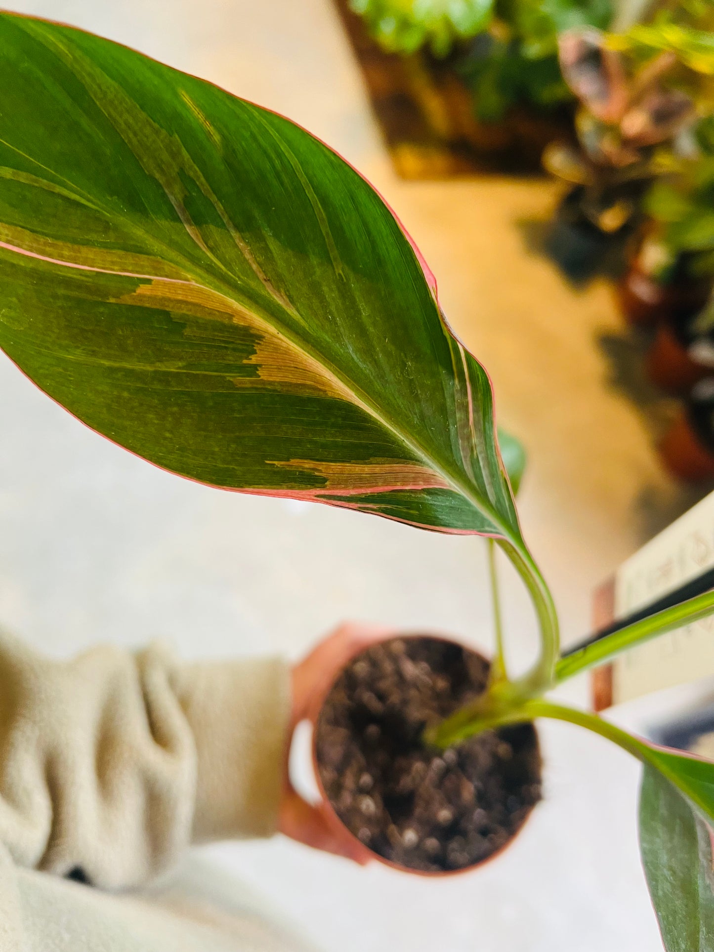 *RARE* Musa nono / 'Hot Pink Banana'