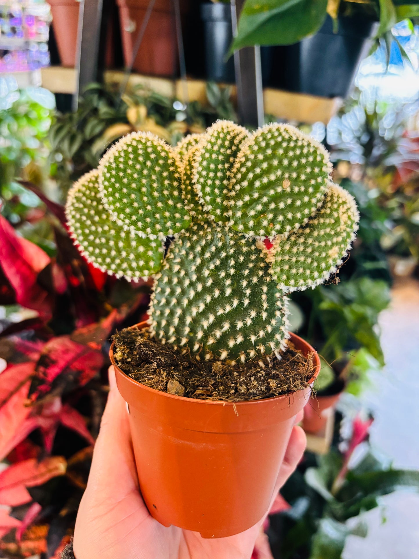 Opuntia albispina / 'White Bunny Ears Cactus'