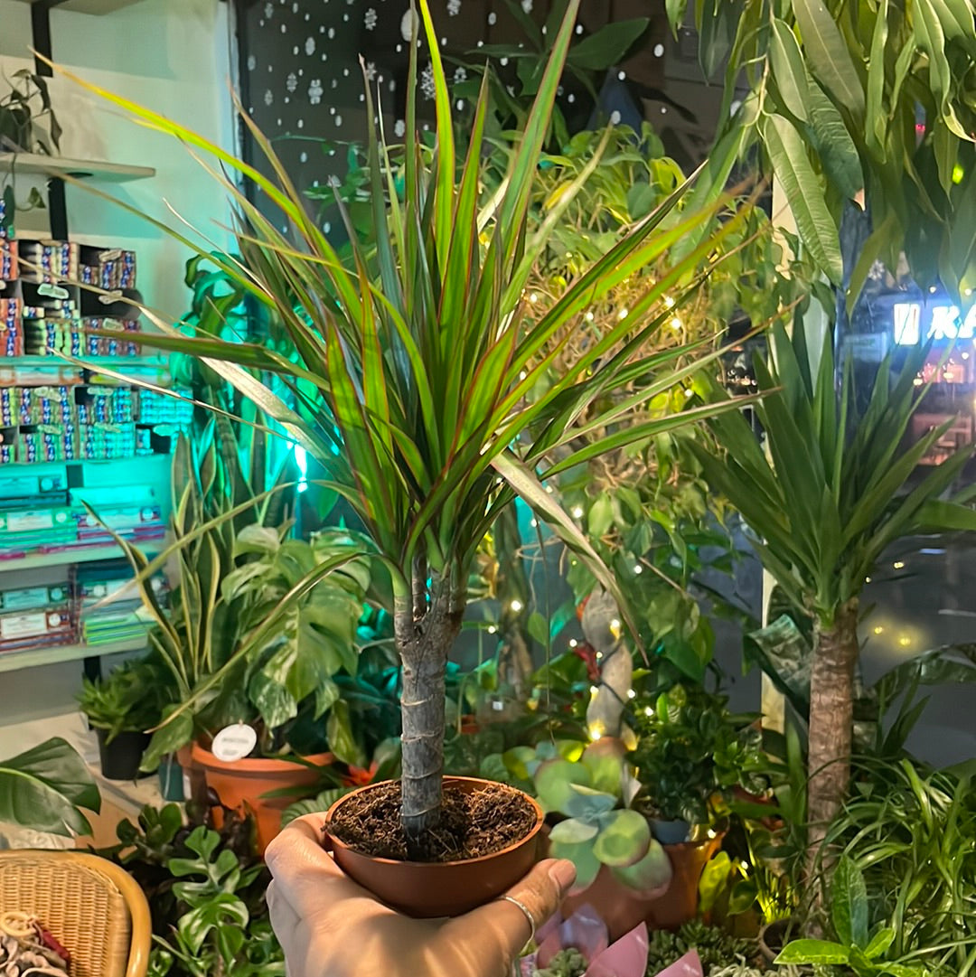 Dracaena marginata / 'Madagascar Dragon Tree'