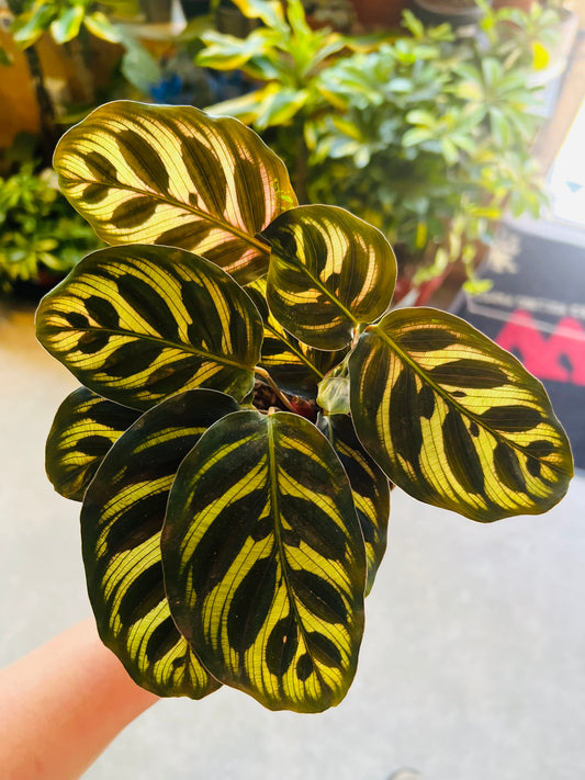 Calathea makoyana / 'Peacock Plant'