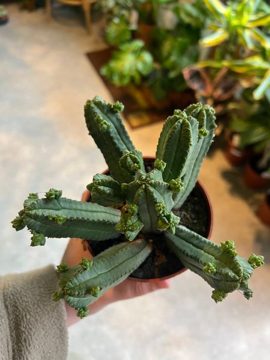 Euphorbia tubiglans / 'Caudiciform Succulent'