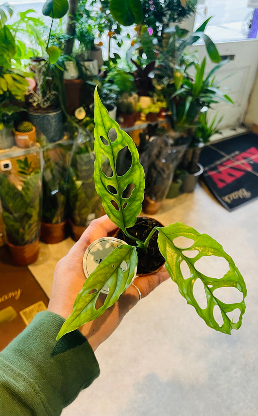 Monstera obliqua / 'Oblique Peru'
