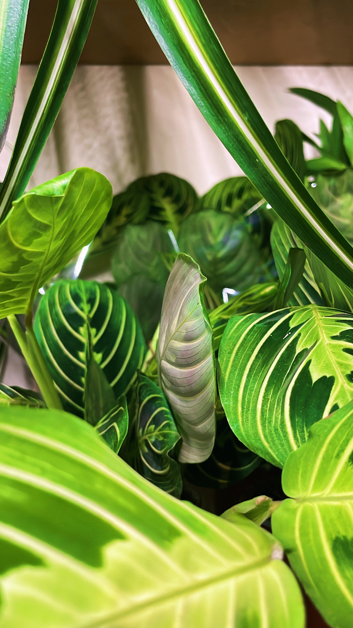 Maranta Lemon Lime