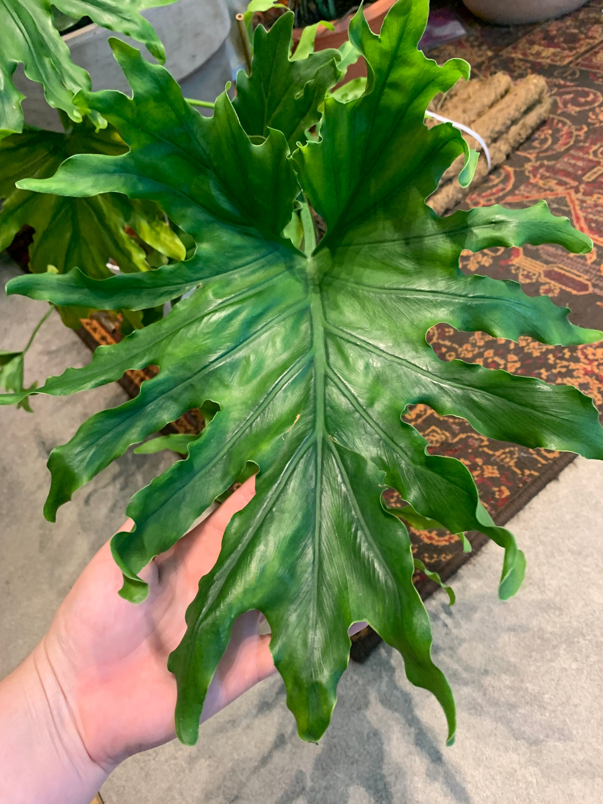 Philodendron Selloum / Philodendron ‘Lickety Split’