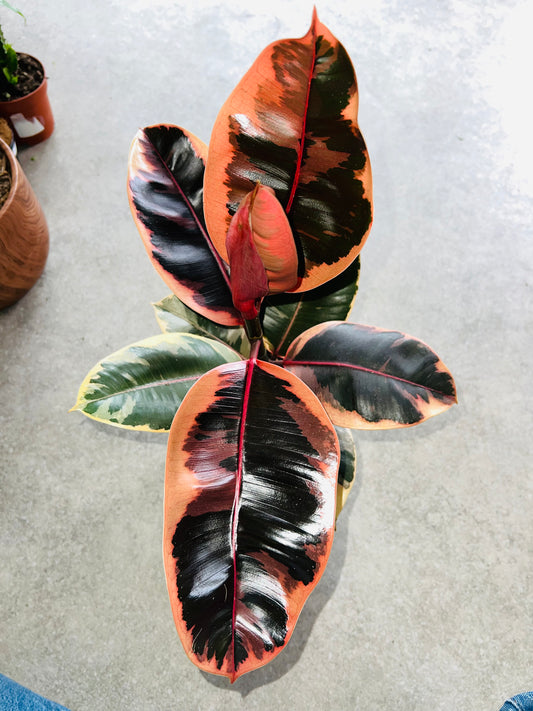 Ficus Elastica Belize / 'Pink Rubber Plant'