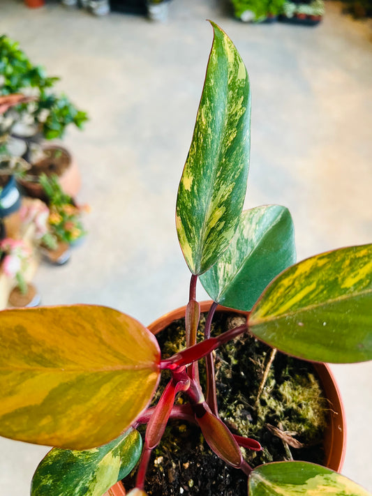 *RARE* Philodendron erubescens / 'Strawberry Shake'