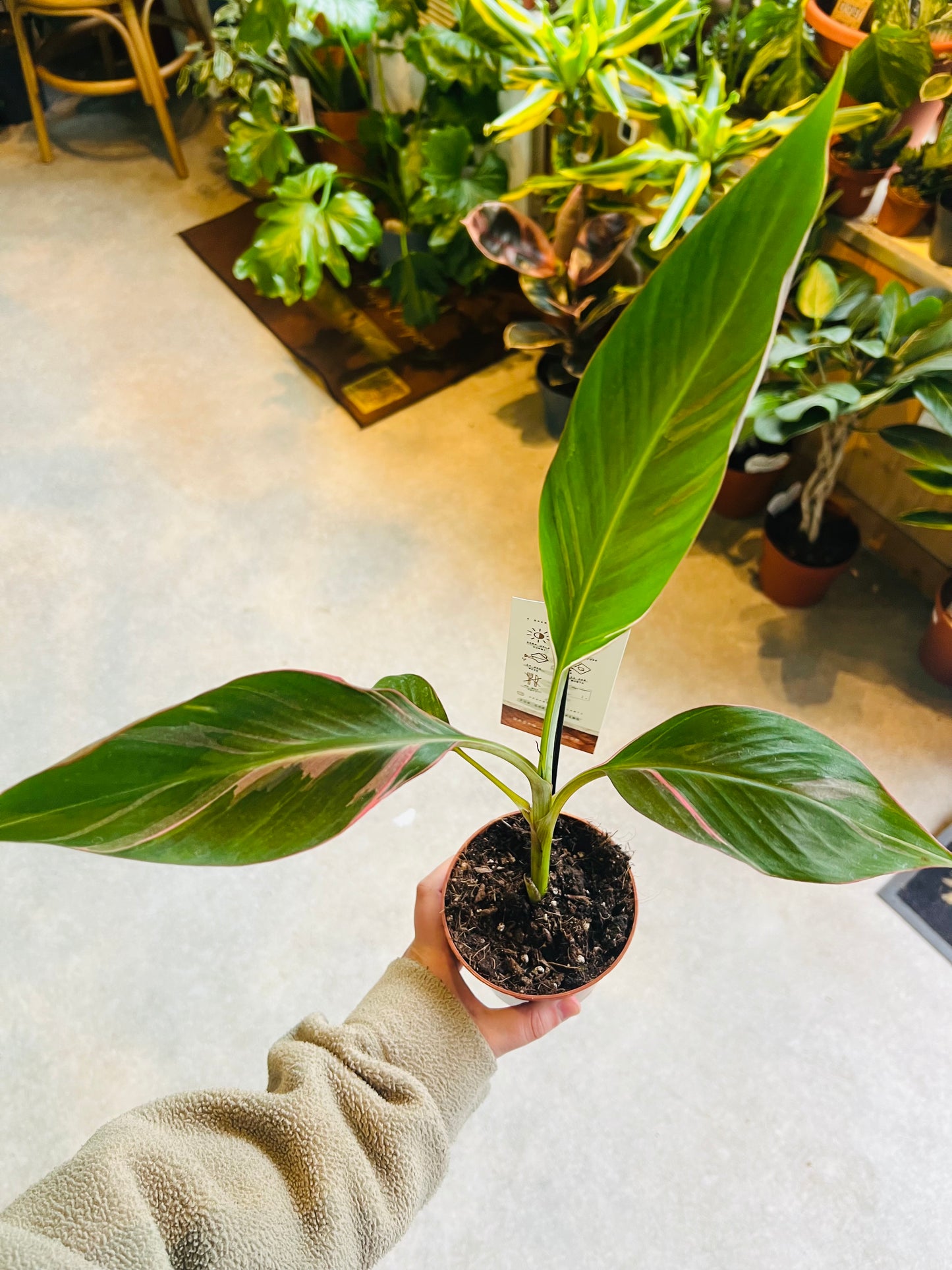 *RARE* Musa nono / 'Hot Pink Banana'