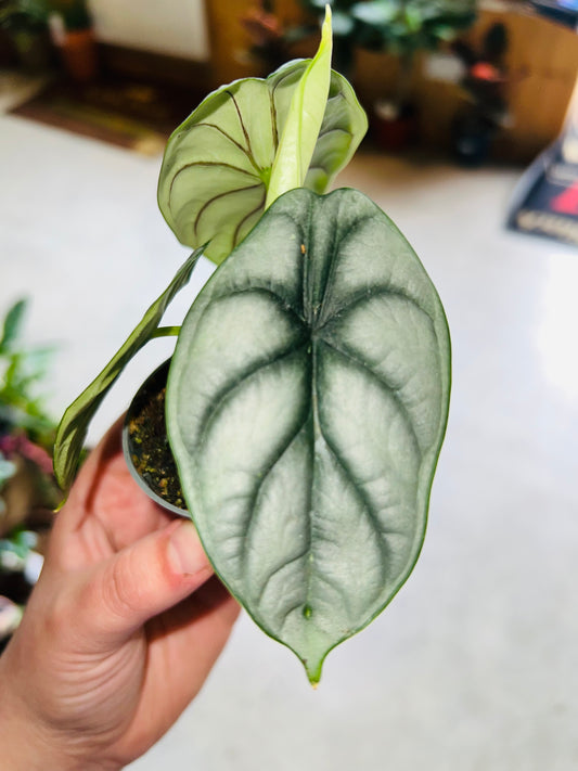 Alocasia baginda / 'Silver Dragon'