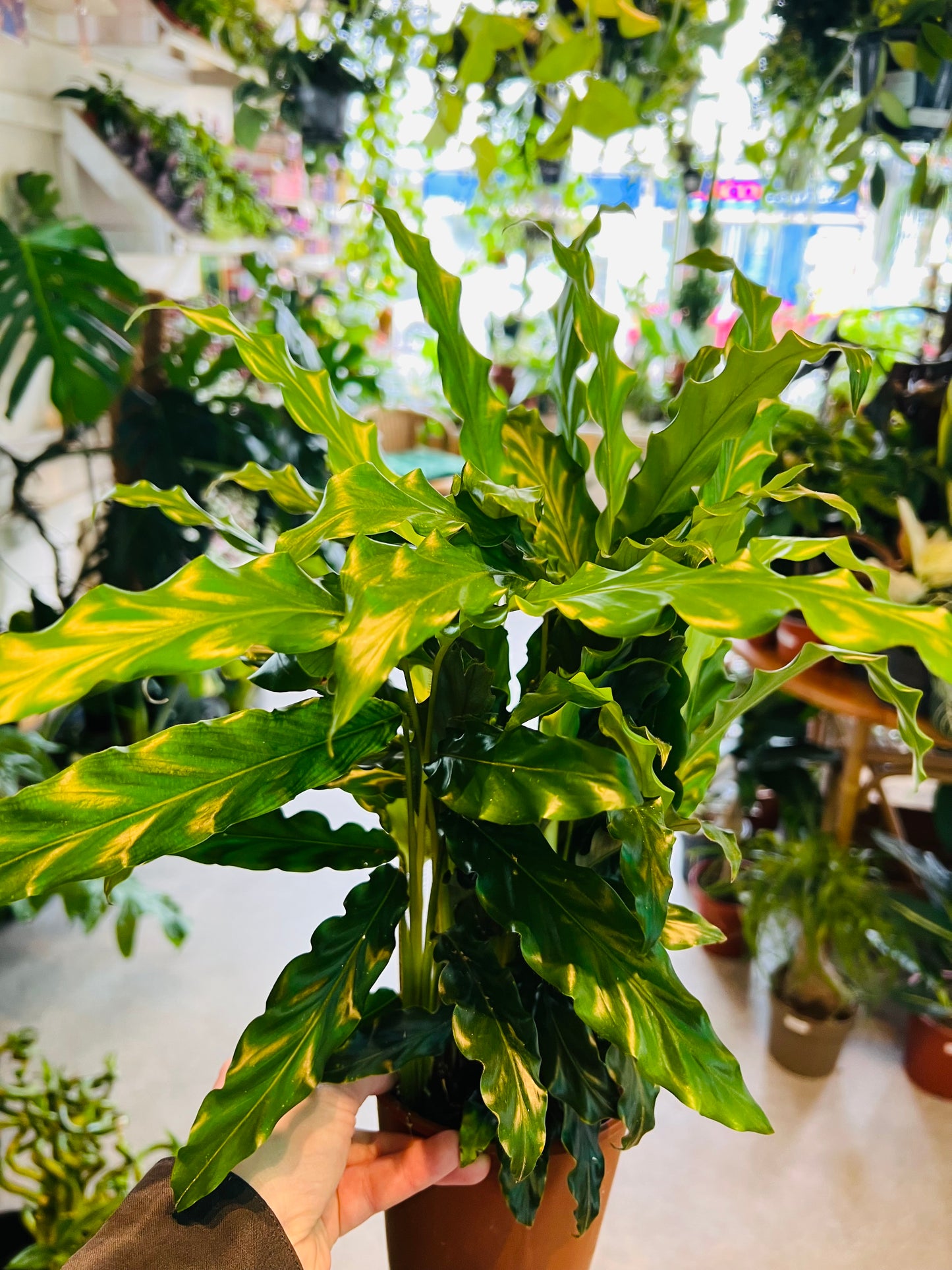 Calathea rufibarba Bluegrass / 'Velvet Calathea'