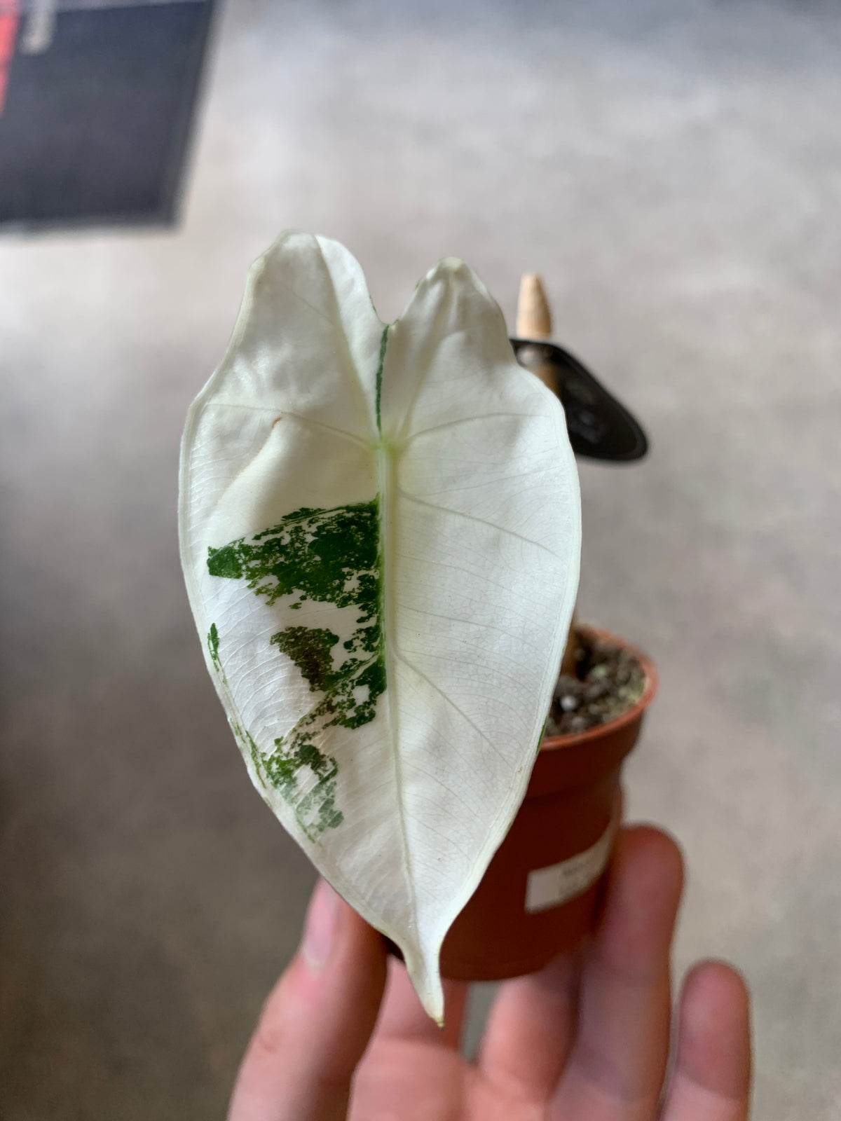 Alocasia Frydek 'Micholitziana' *RARE Variegata*