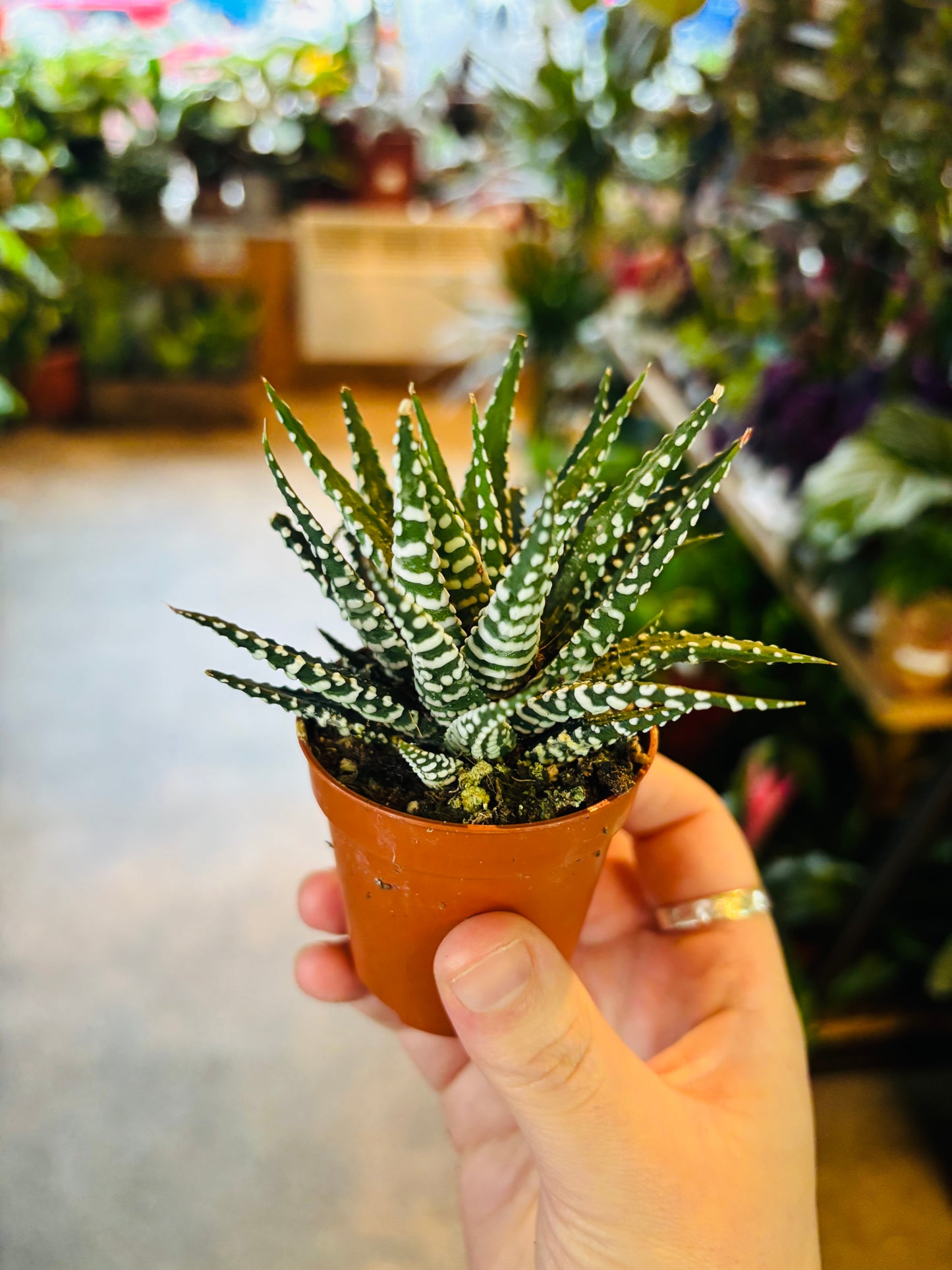 Haworthia fasciata / 'Big Band'