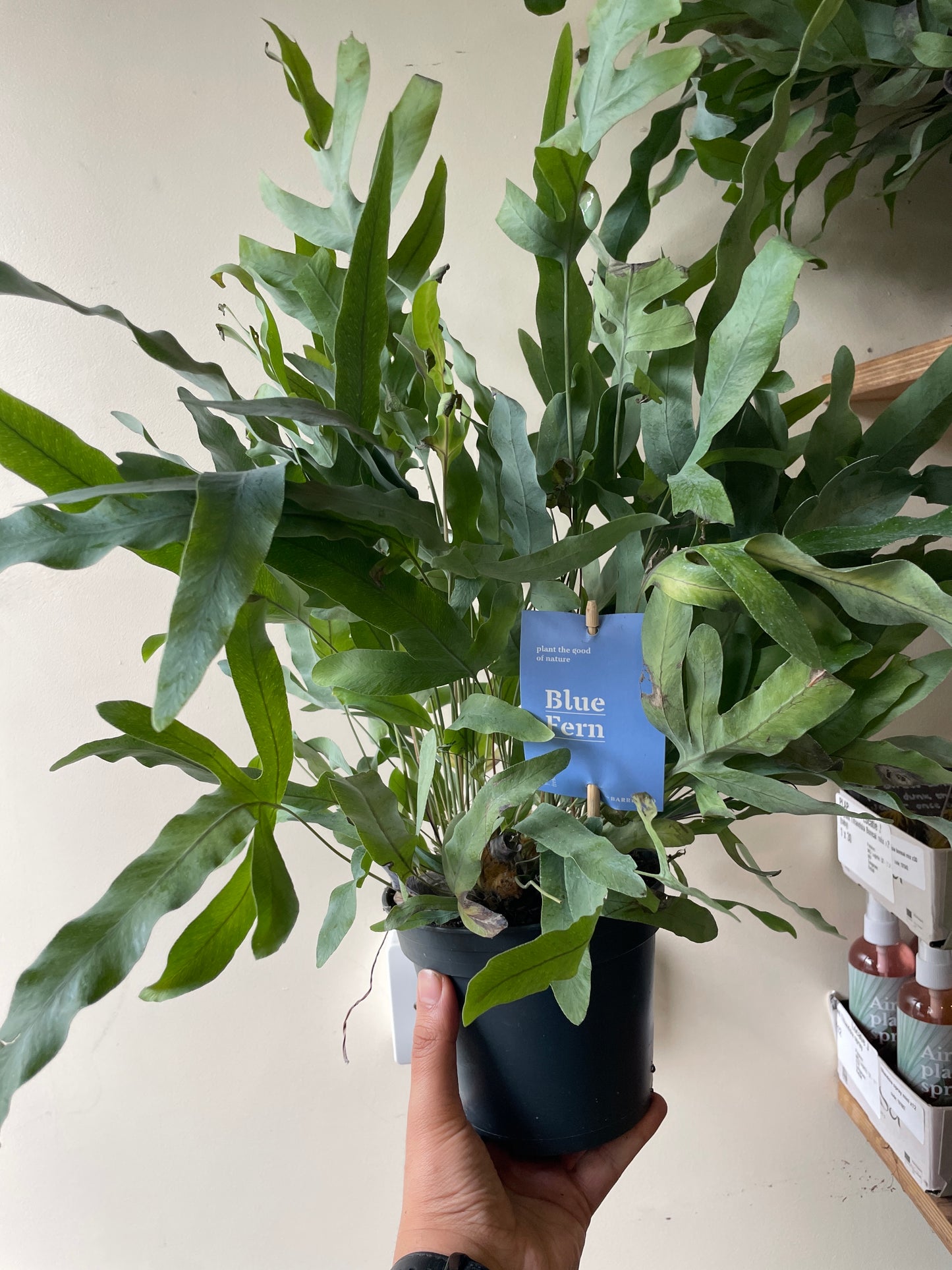 Phlebodium aureum / 'Blue Star Fern'