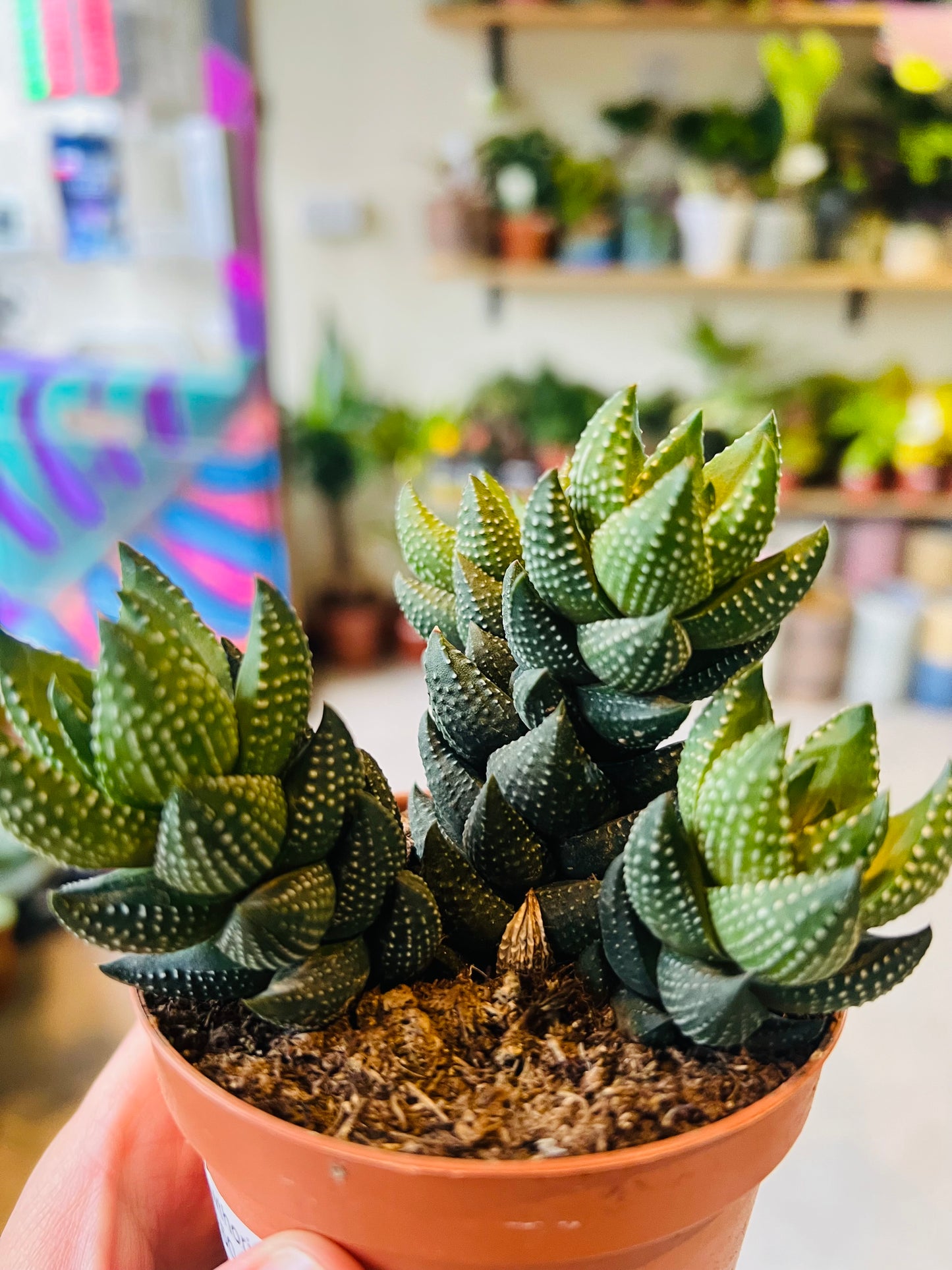 Haworthiopsis reinwardtii / 'Zebra Wart'