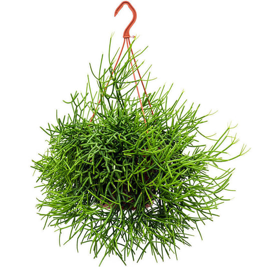 Rhipsalis baccifera / 'Mistletoe Cactus'
