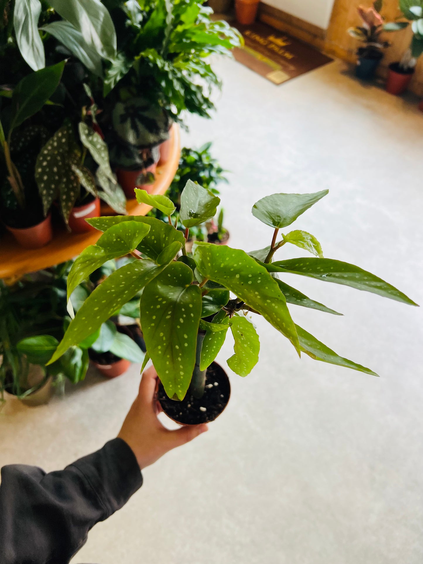 Begonia corallina / 'Tamaya'