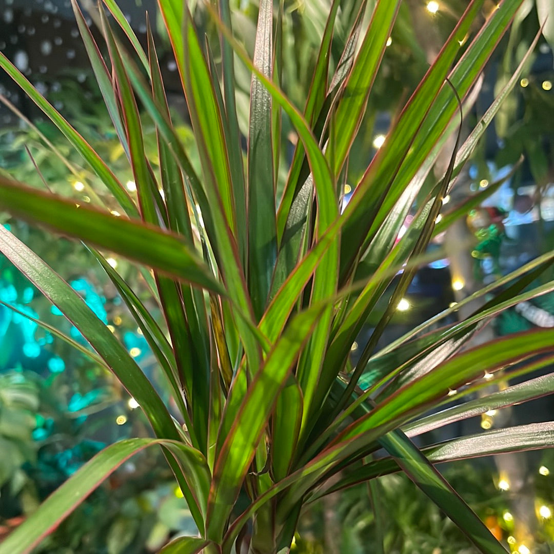 Dracaena marginata / 'Madagascar Dragon Tree'