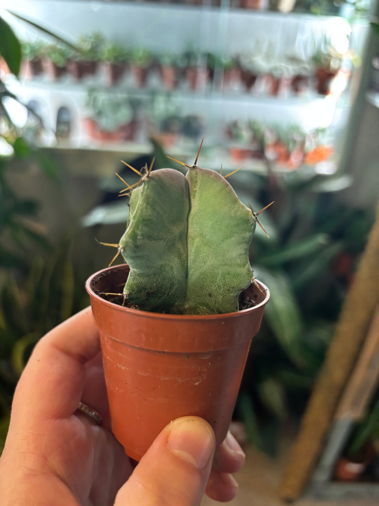 Lemaireocereus chende / 'Chende Cactus'