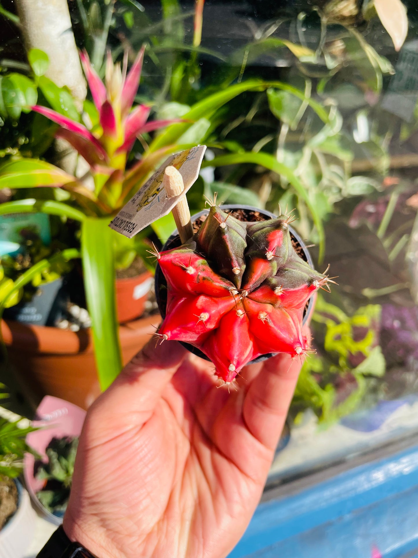 *Rare Variegated* Gymnocalycium mihanovichii / Moon Cactus