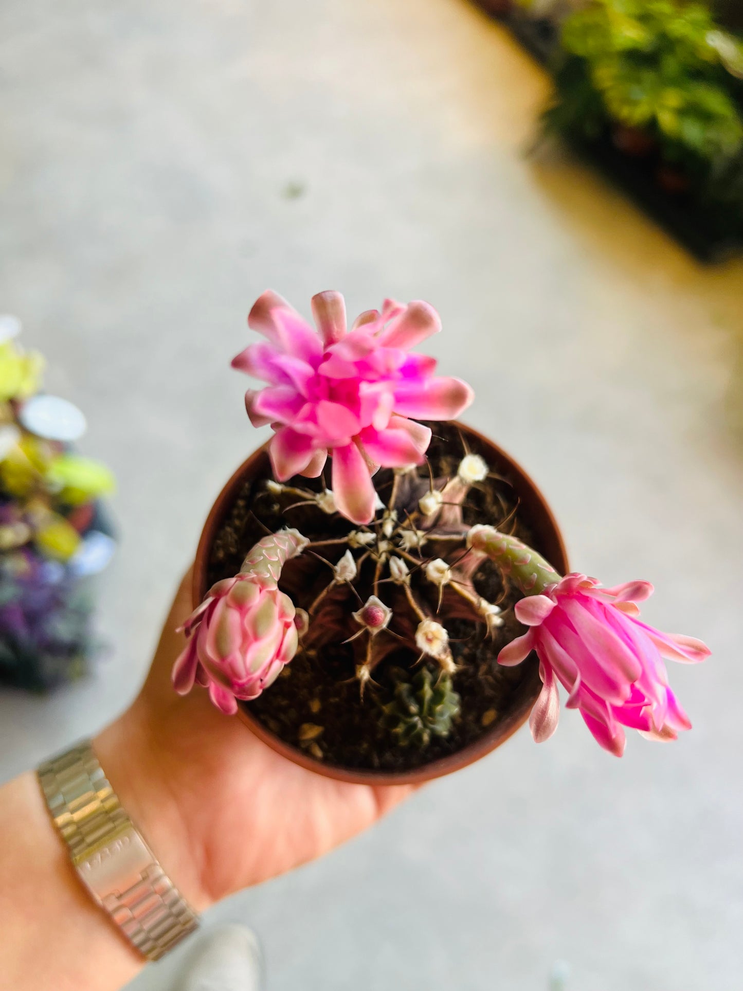 Gymnocalycium friedrichii / 'Dwarf Chin Cactus'