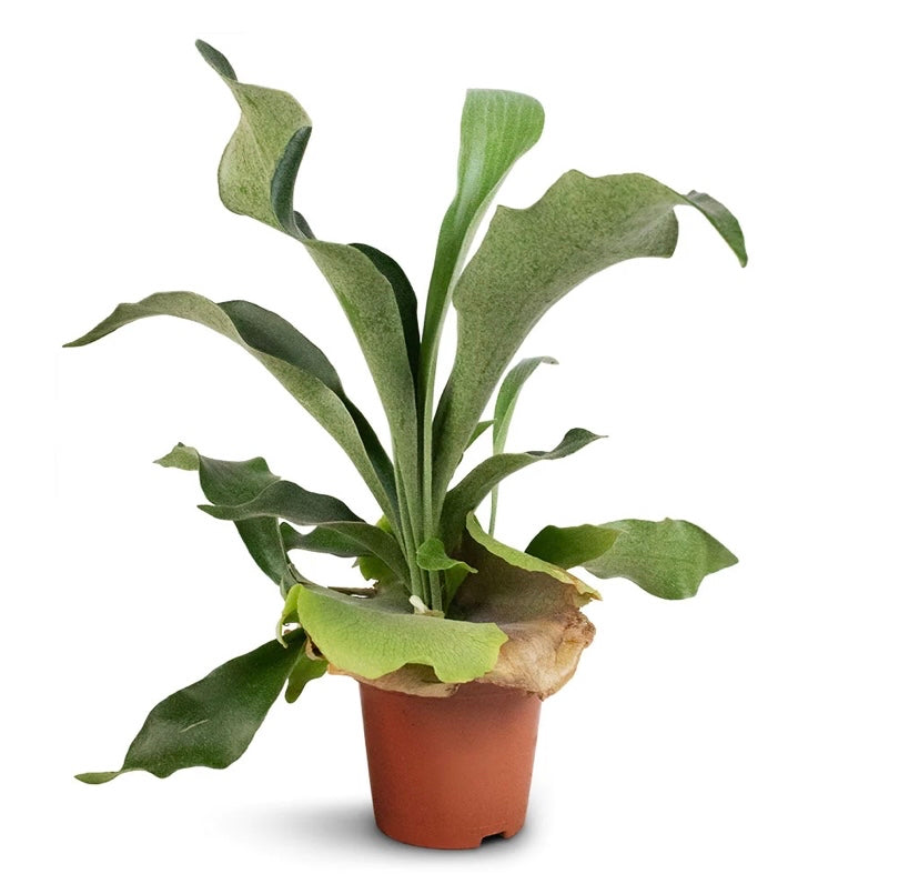 Platycerium bifurcatum / 'Stag Horn Fern'