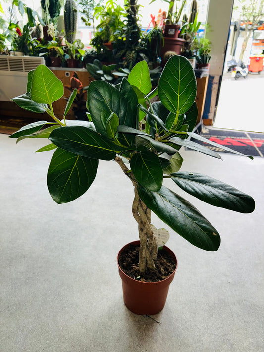 Ficus benghalensis / 'Audrey'