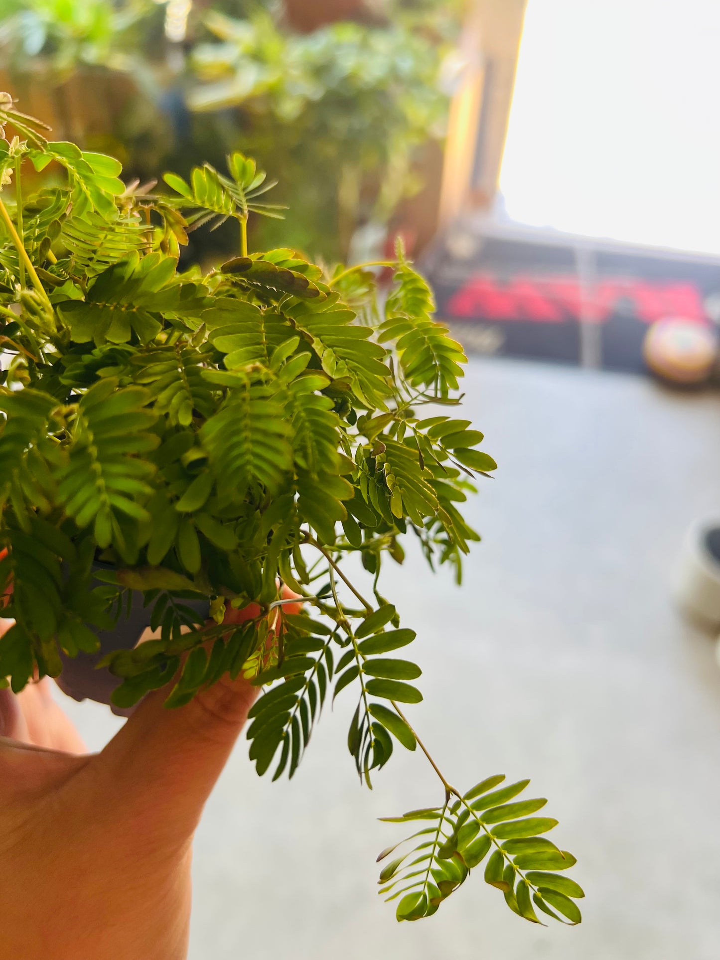 Mimosa pudica / 'Sensitive Plant'