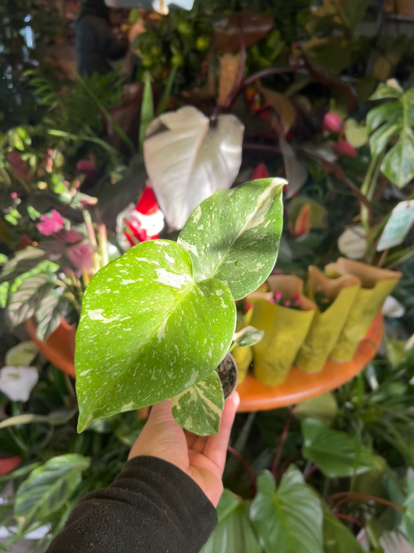 *RARE ONLINE EXCLUSIVE* Monstera Deliciosa / 'Thai Constellation'