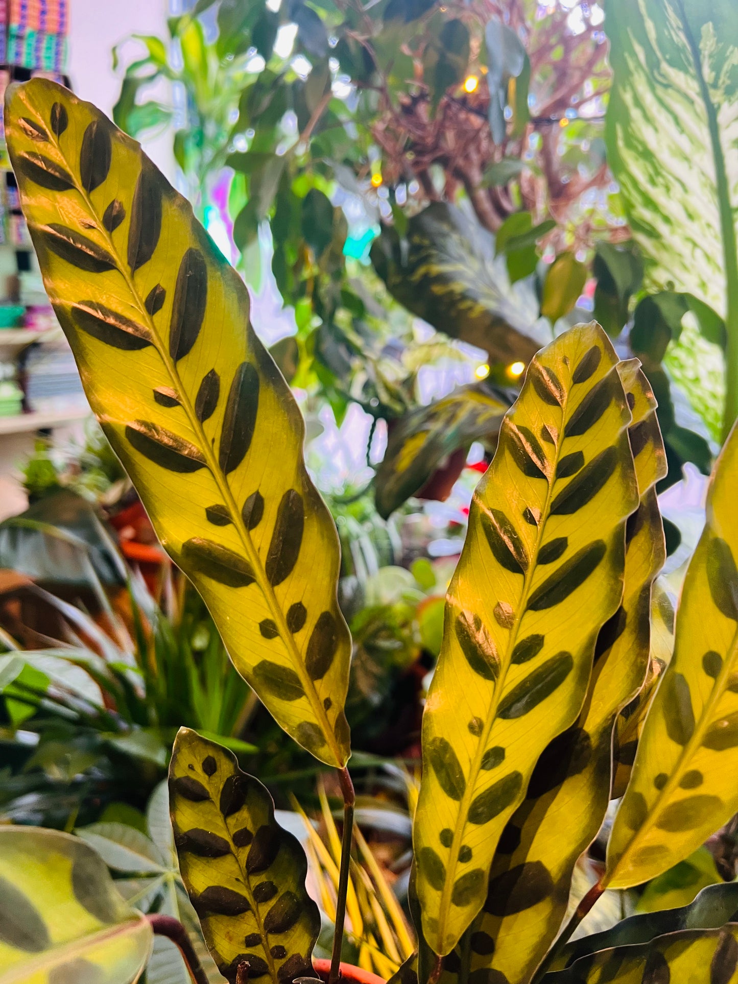 Calathea iancifolia / 'Rattlesnake Plant'