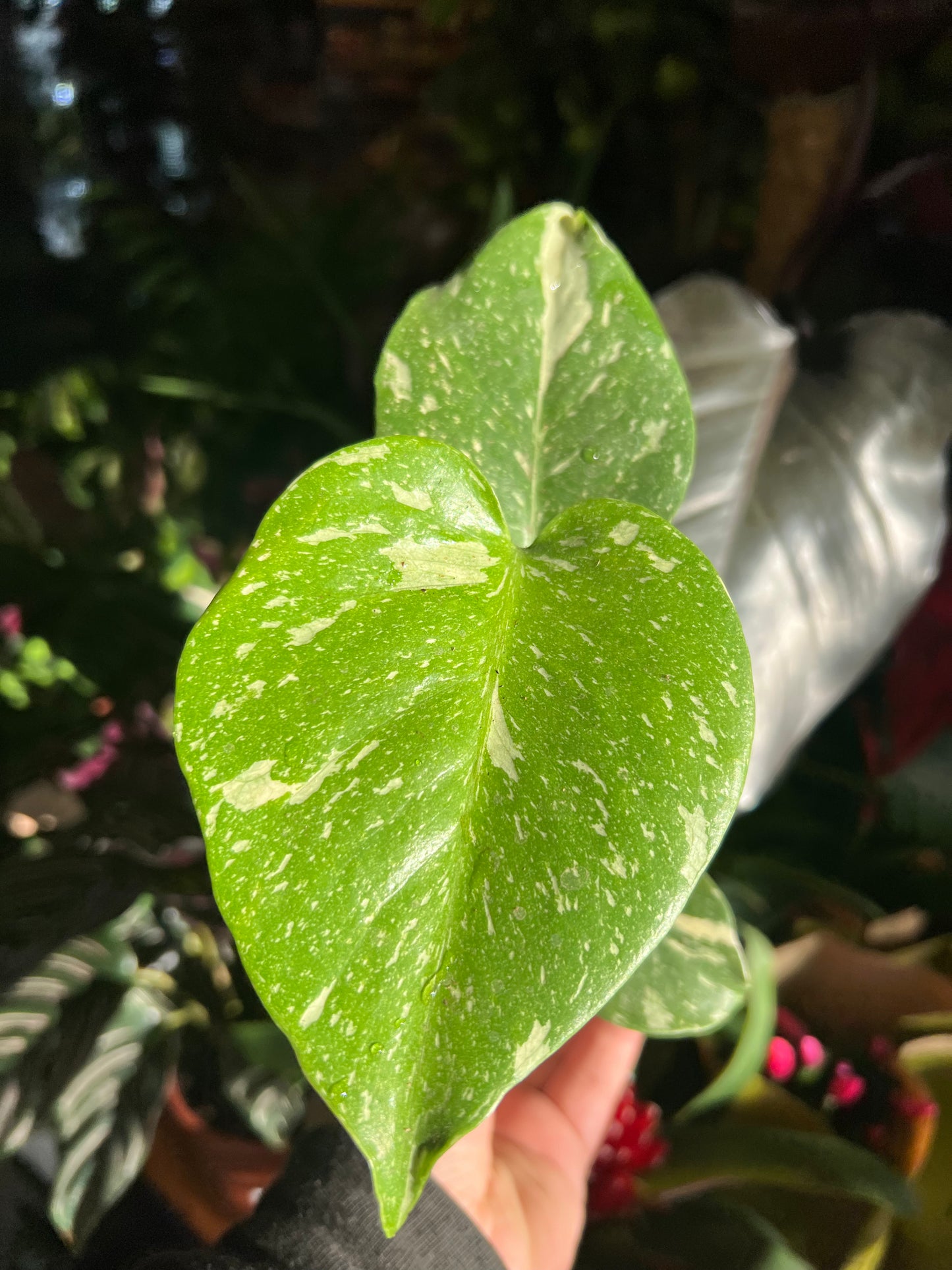 *RARE ONLINE EXCLUSIVE* Monstera Deliciosa / 'Thai Constellation'