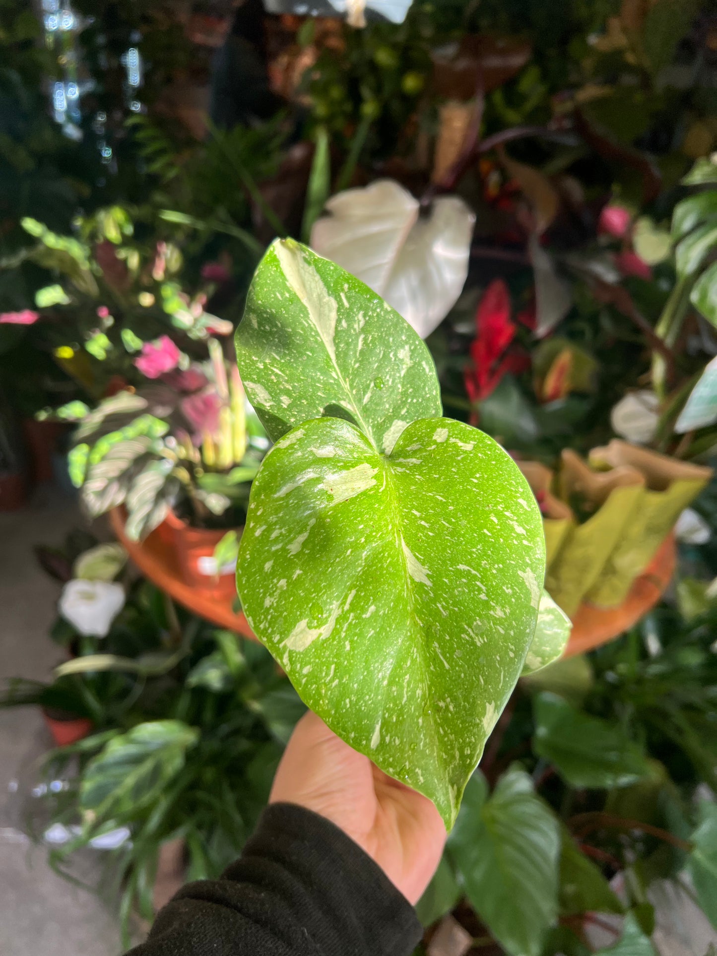 *RARE ONLINE EXCLUSIVE* Monstera Deliciosa / 'Thai Constellation'