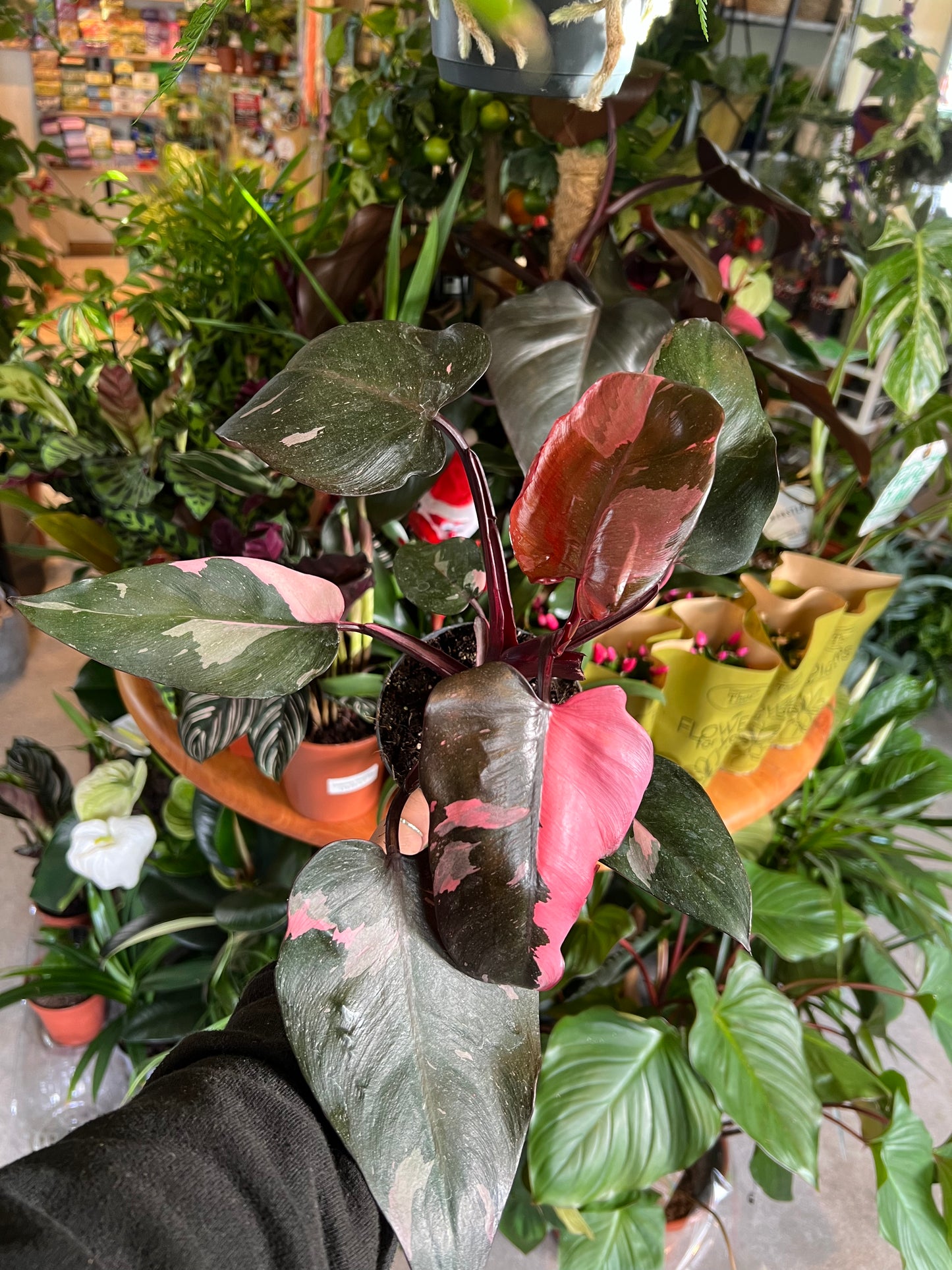 Philodendron erubescens / 'Pink Princess'