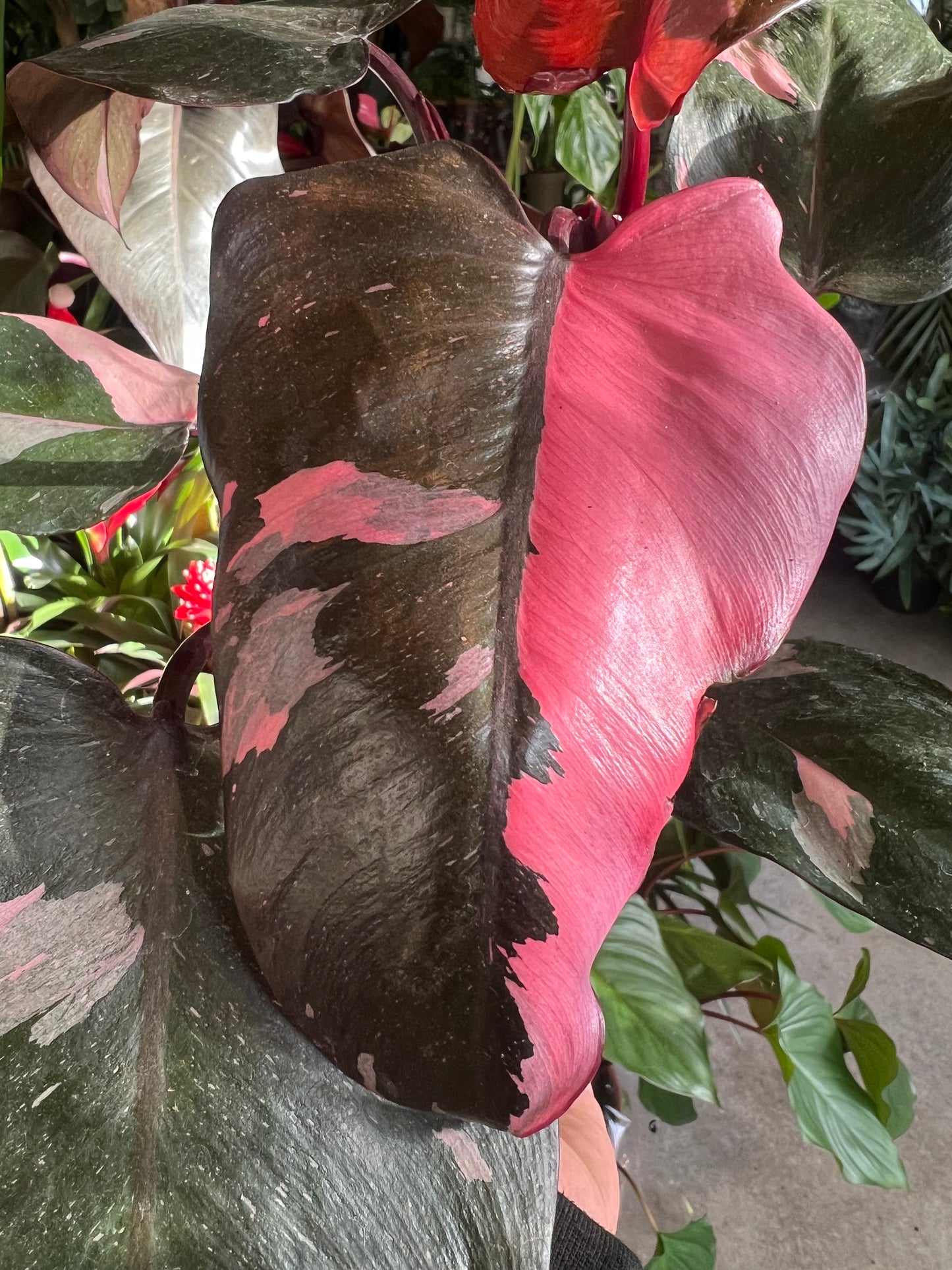 Philodendron erubescens / 'Pink Princess'