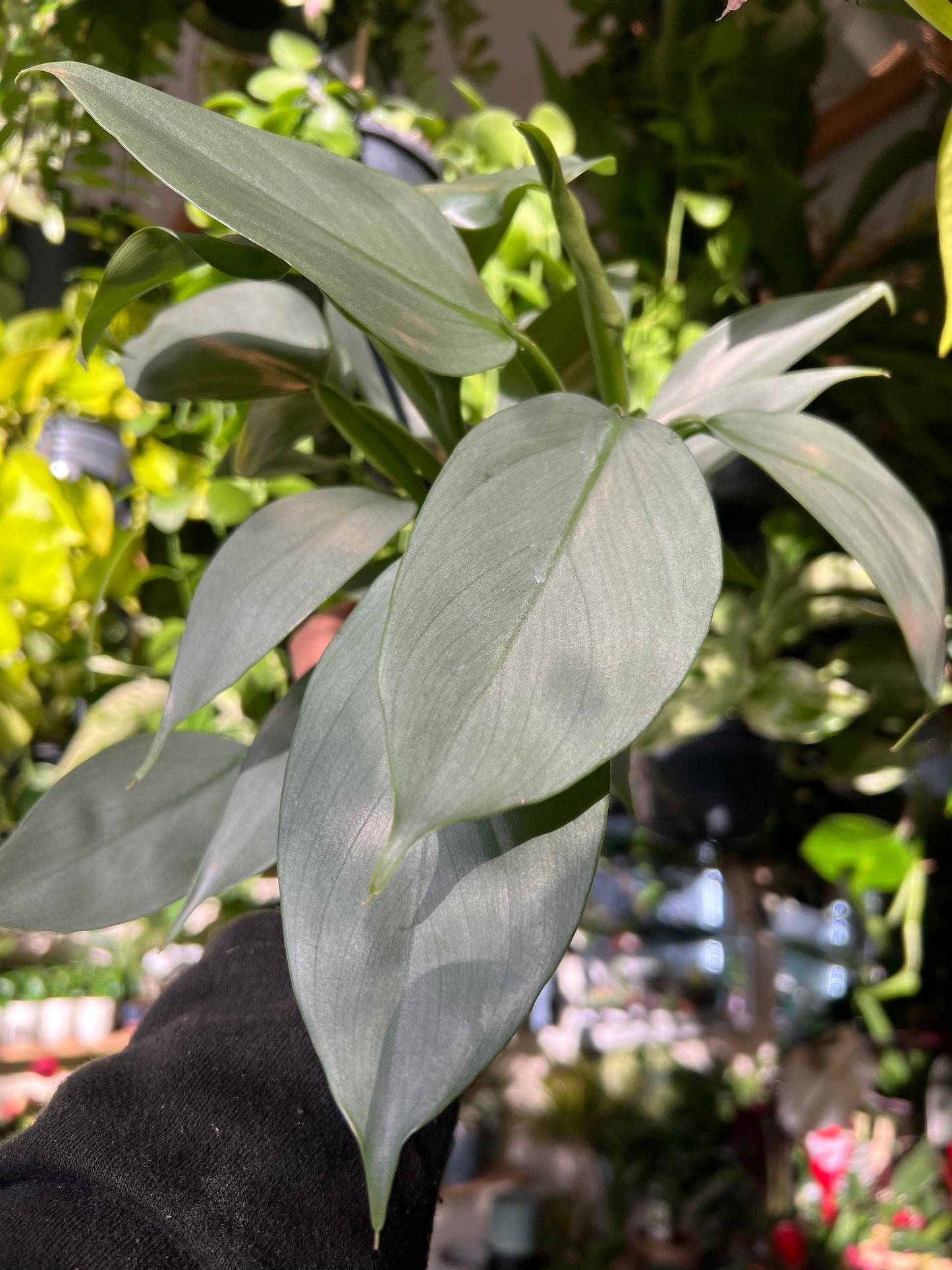 Philodendron hastatum / 'Silver Queen'