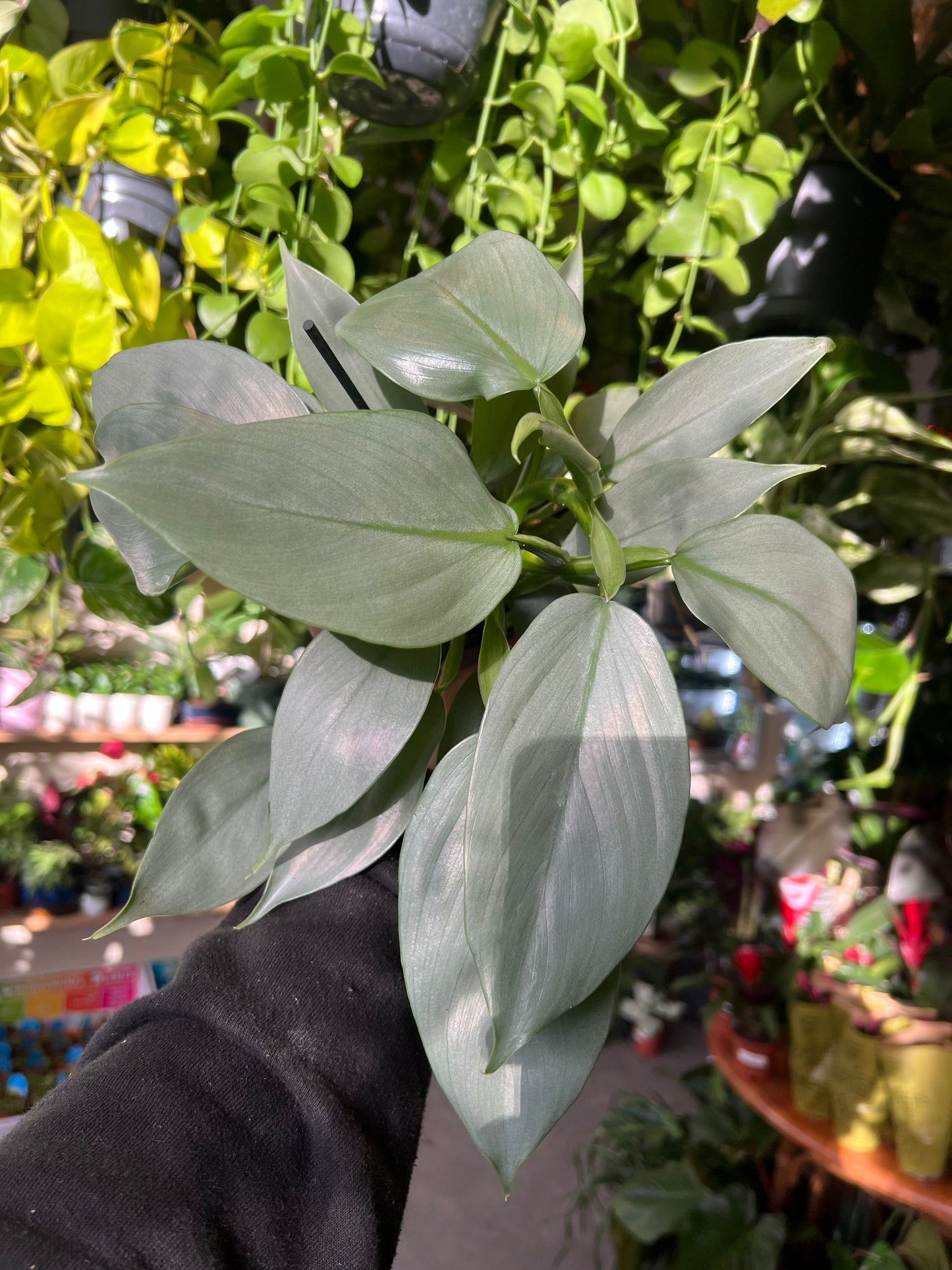 Philodendron hastatum / 'Silver Queen'