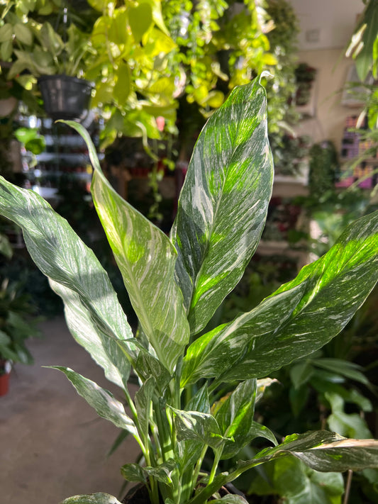*RARE VARIEGATED* Spathiphyllum wallisii / 'Peace Lily'