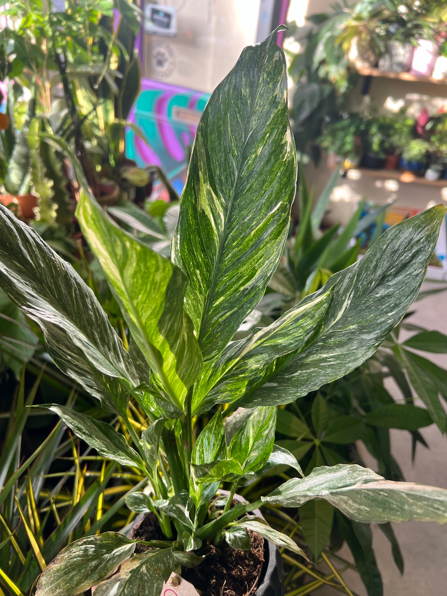 *RARE VARIEGATED* Spathiphyllum wallisii / 'Peace Lily'